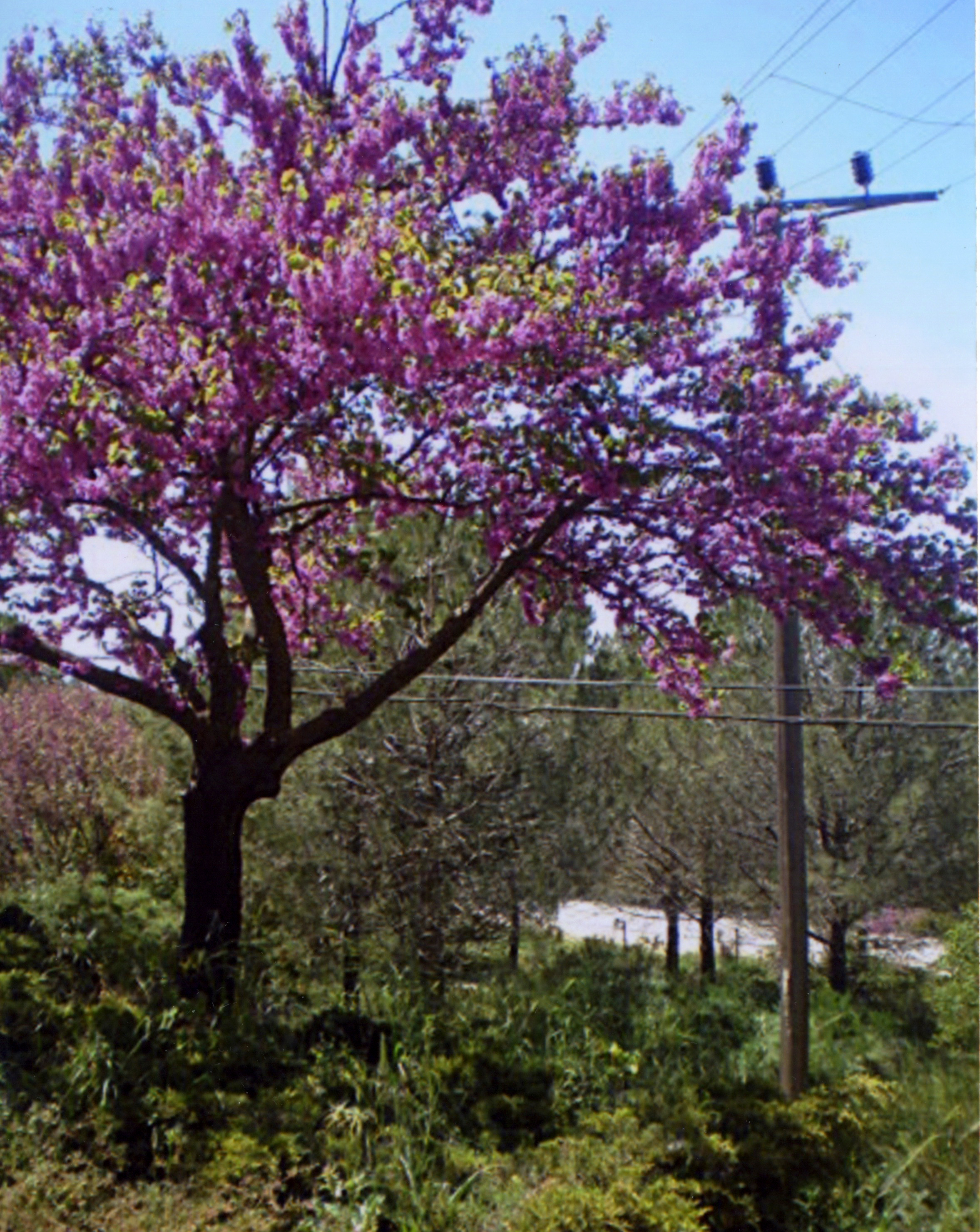 An almond tree blooms in Israel. (Jacqueline A. Soule)