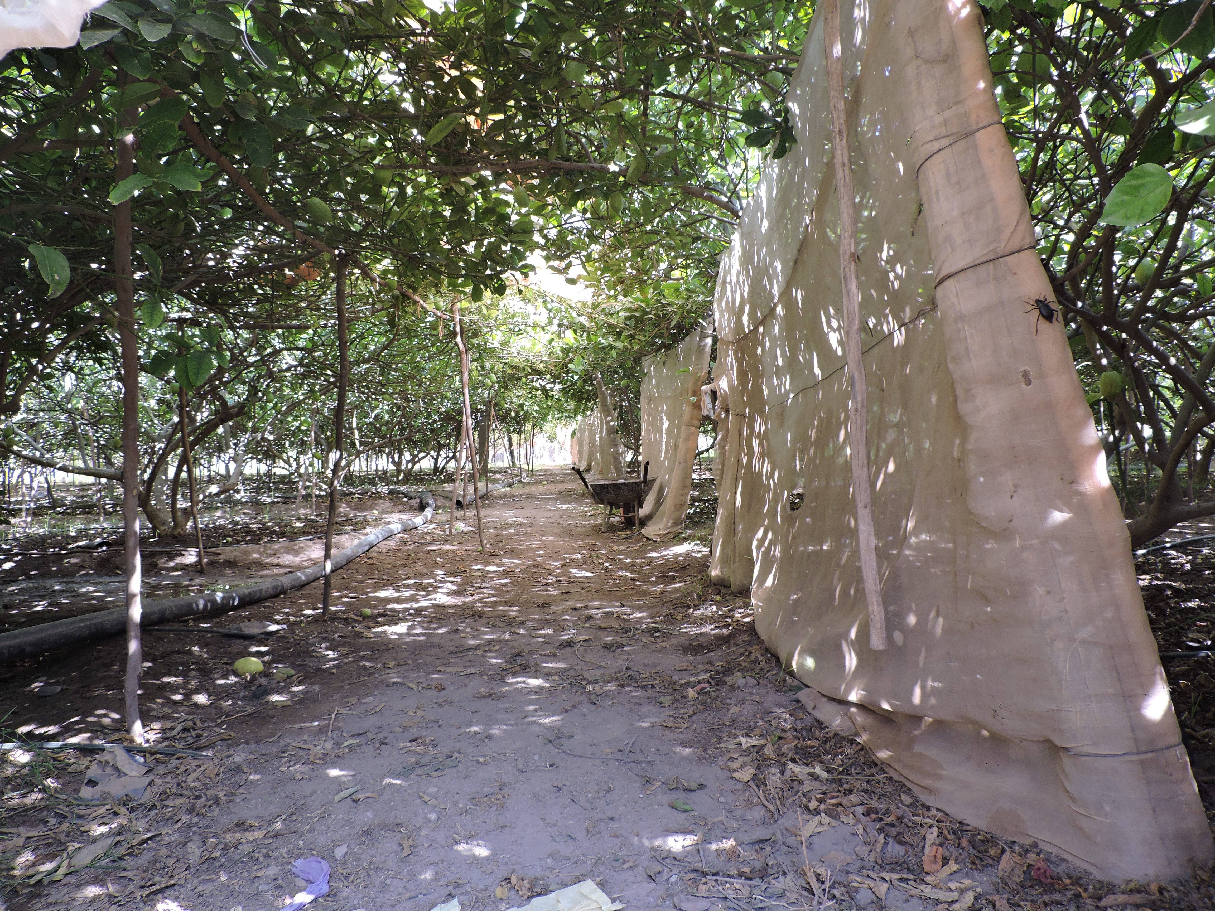 French Jewish grower Michael Benchabat owns an etrog grove in the Moroccan flatlands, Sept. 9, 2015. (Ben Sales)