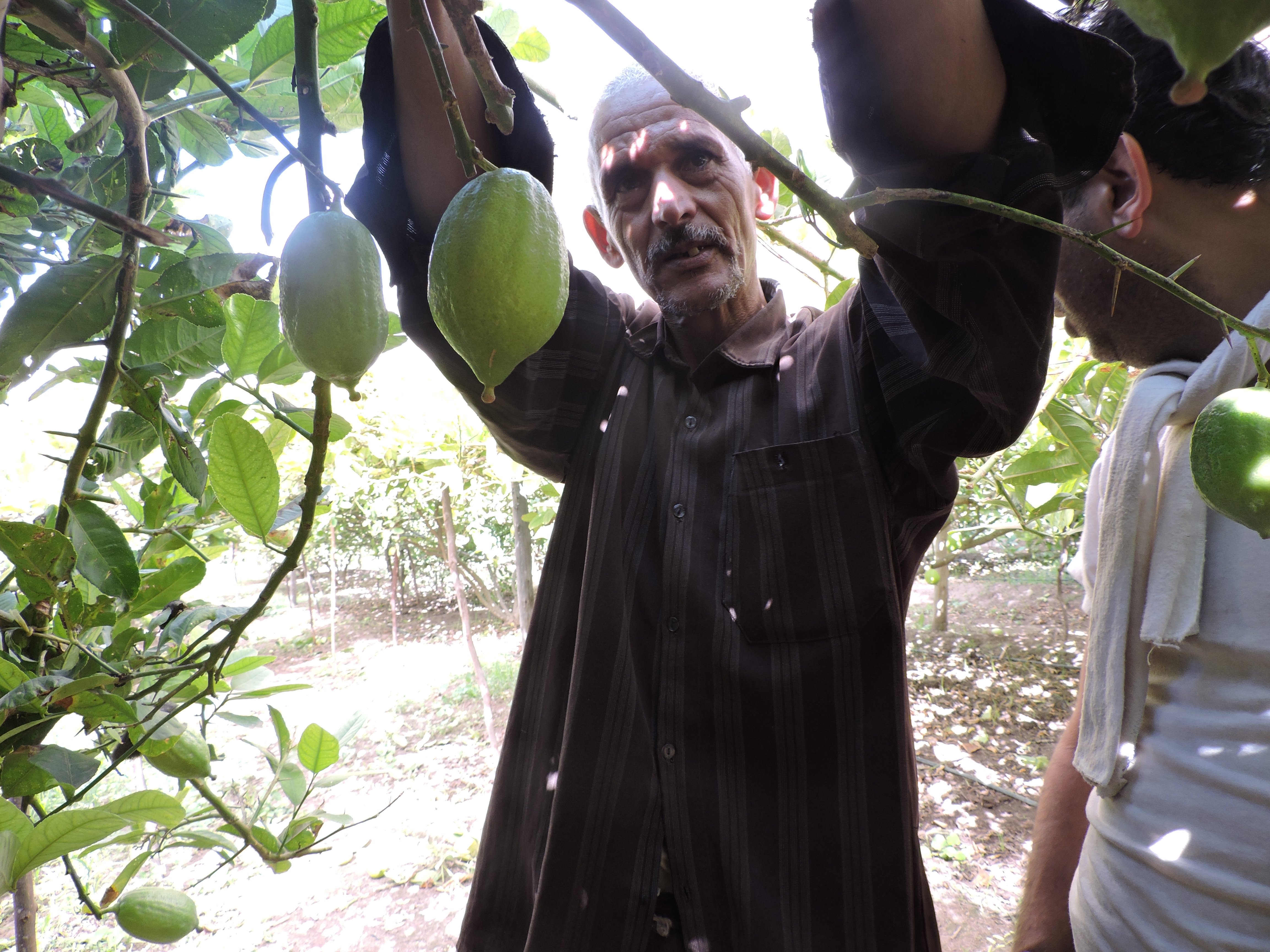 Jewish merchants come from around the world to buy from Moroccan etrog growers like Mohammed Douch in Assads, Sept. 8, 2015. (Ben Sales)