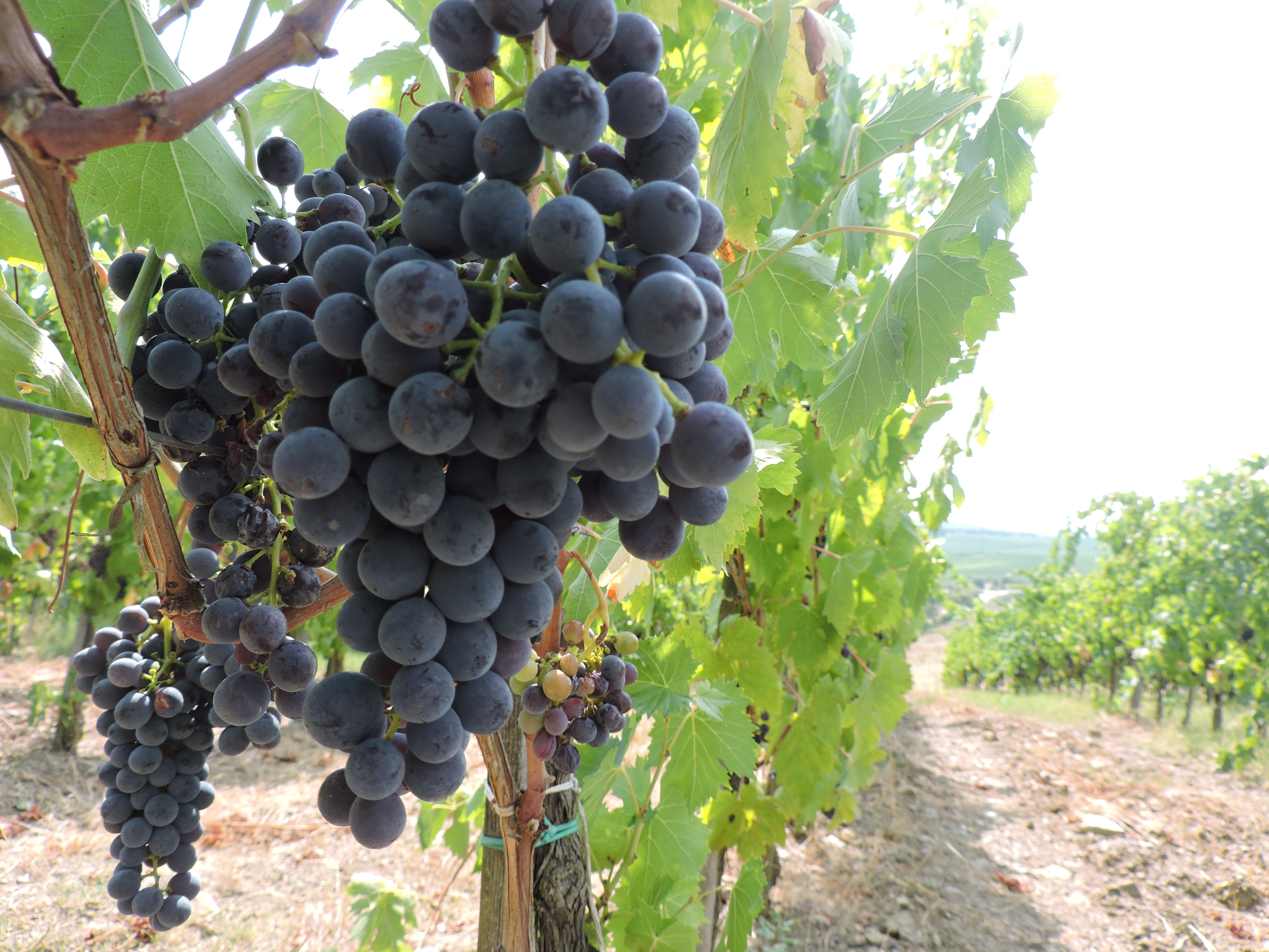 Terra di Seta is the only fully kosher winery in the Tuscan wine-making region of Chianti. Its goal is to produce kosher wines that match the quality of local wines produced there for centuries. (Ben Sales)