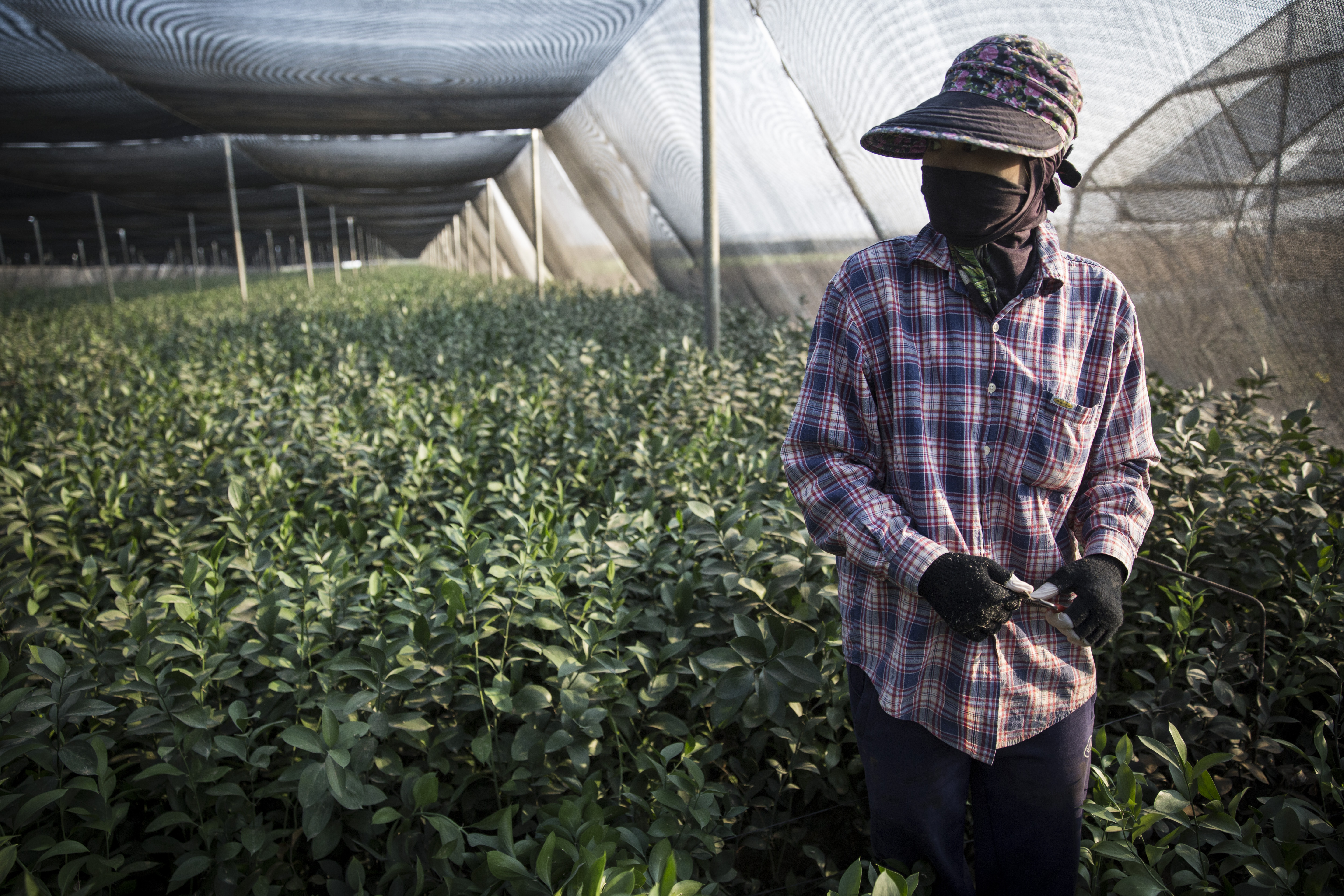A Thai worker picking decorative flower leaves on the Kibbutz Sde Nitzan flower farm, near Israel's border with the Gaza Strip, July 20, 2014. (Hadas Parush/Flash90)