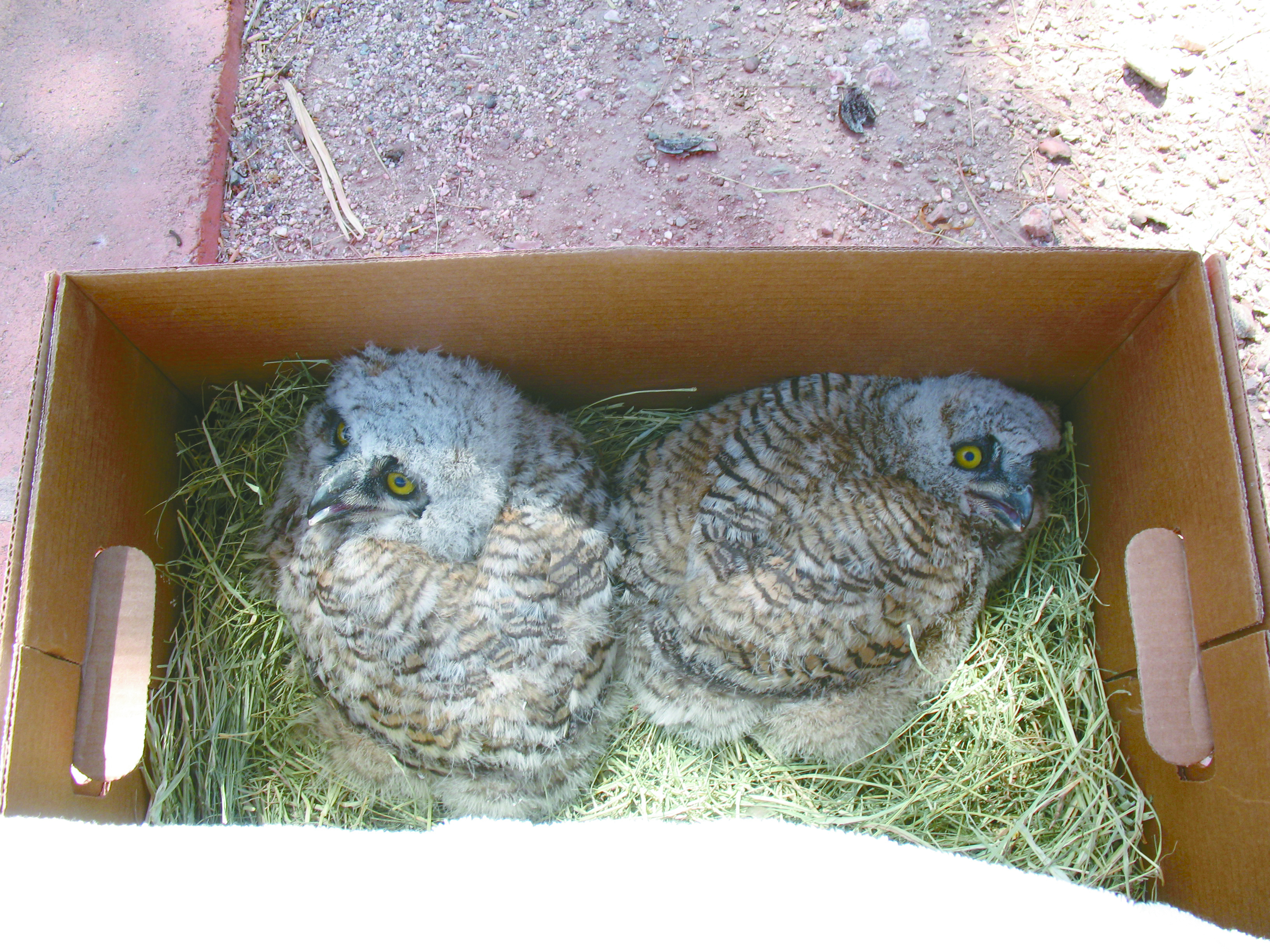 owl 1